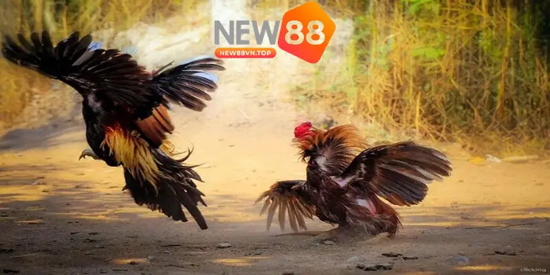Các bước đặt cược đá gà online NEW88 nhanh gọn lẹ Các bước đặt cược đá gà online NEW88 nhanh gọn lẹ