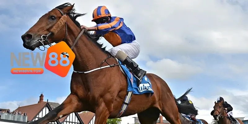 Cách cá cược trong đua ngựa tại New 88 hiệu quả nhất. Cách cá cược trong đua ngựa tại New 88 hiệu quả nhất.