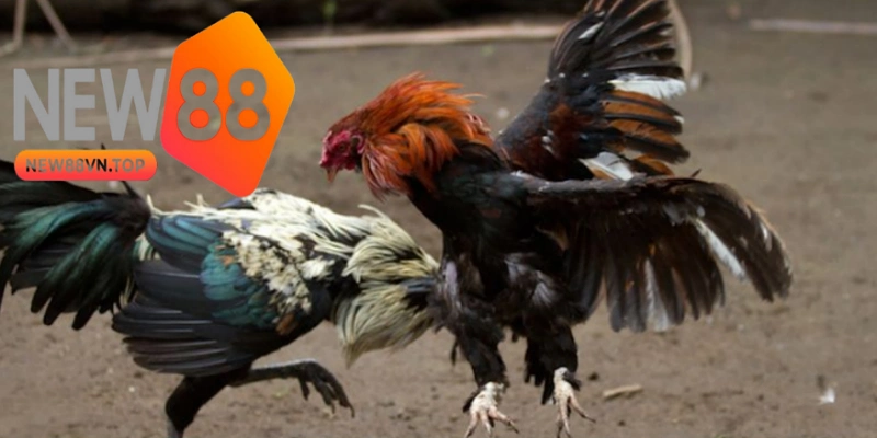 Đá gà Thomo được nhiều người chơi trực tuyến yêu thích. 