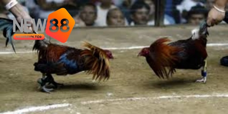 Kinh nghiệm chơi đấu gà Thomo hữu ích giúp bạn trúng lớn. 