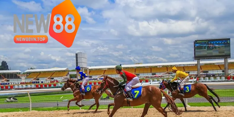 Một số lưu ý khi cá cược đua ngựa tại New88 Một số lưu ý khi cá cược đua ngựa tại New88