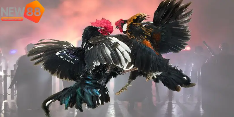 Nhiều người chơi mới quan tâm đến cách chơi đá gà online cho người mới NEW88 Nhiều người chơi mới quan tâm đến cách chơi đá gà online cho người mới NEW88